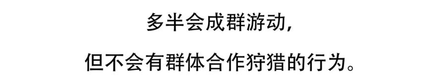 《胖达x胖达》第87话 第30页