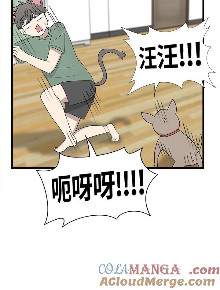 《喵星人管家》第28话 吉娃娃 第37页