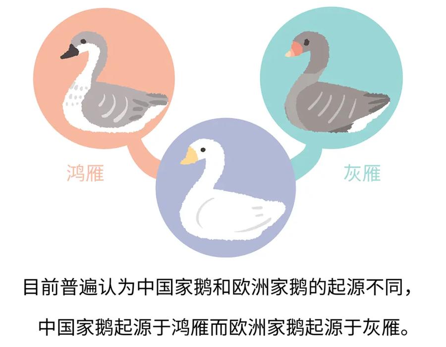 《胖达x胖达》第261话 第22页