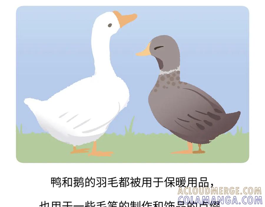 《胖达x胖达》第261话 第29页