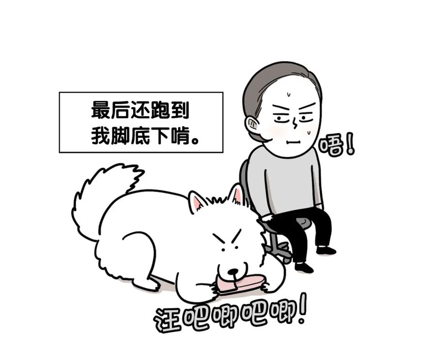 《我的狗子叫棉花》第13话 拆家大王 第35页