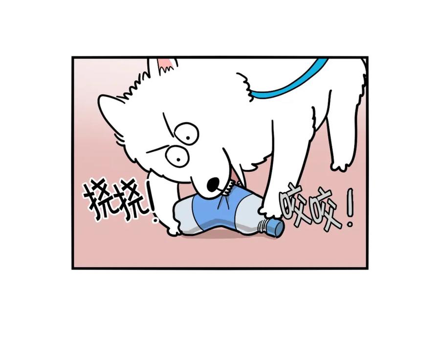 《我的狗子叫棉花》第17话 酷爱捡东西 第21页