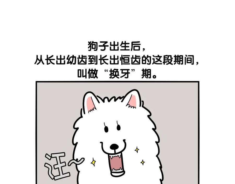《我的狗子叫棉花》第21话 可怕的换牙期 第5页