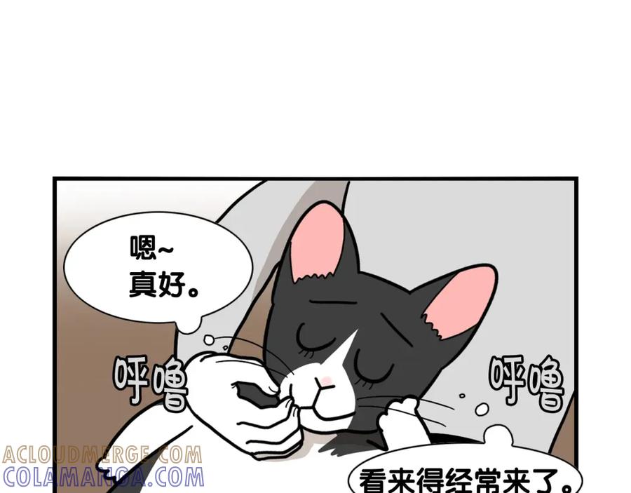 《我的狗子叫棉花》第27话 猫犬不宁？ 第52页