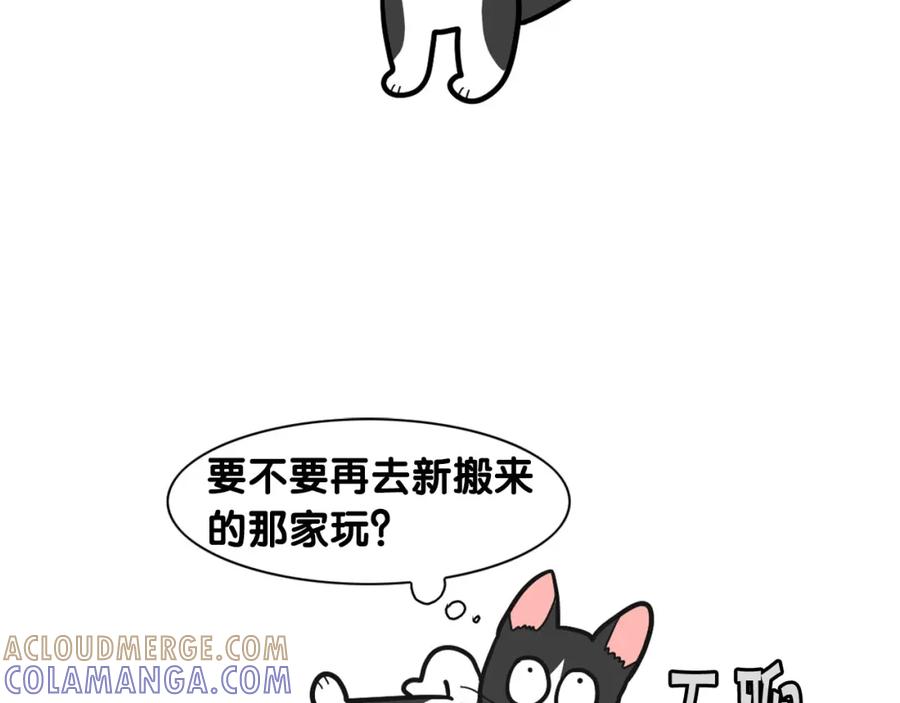 《我的狗子叫棉花》第27话 猫犬不宁？ 第43页