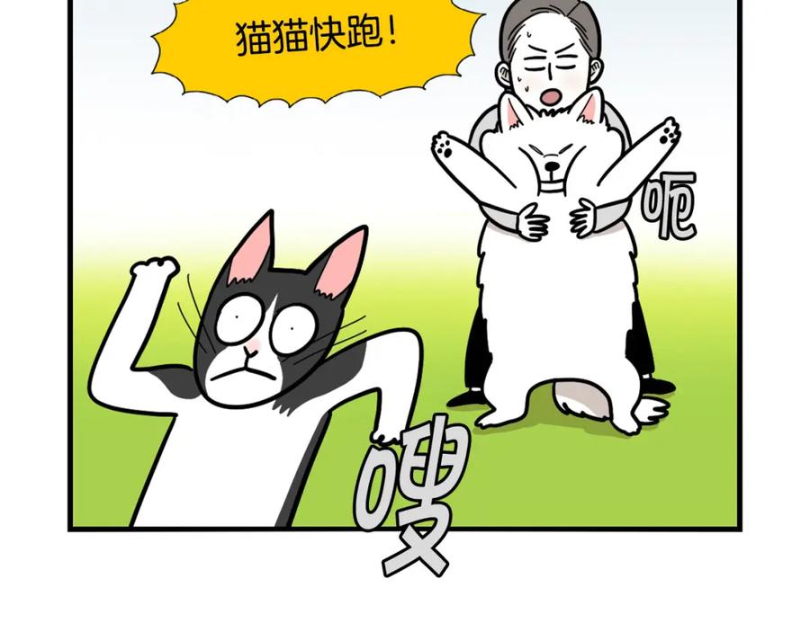 《我的狗子叫棉花》第27话 猫犬不宁？ 第86页