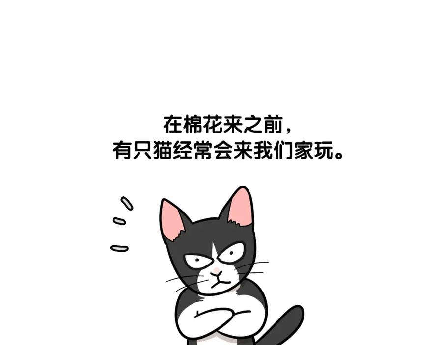 《我的狗子叫棉花》第27话 猫犬不宁？ 第42页