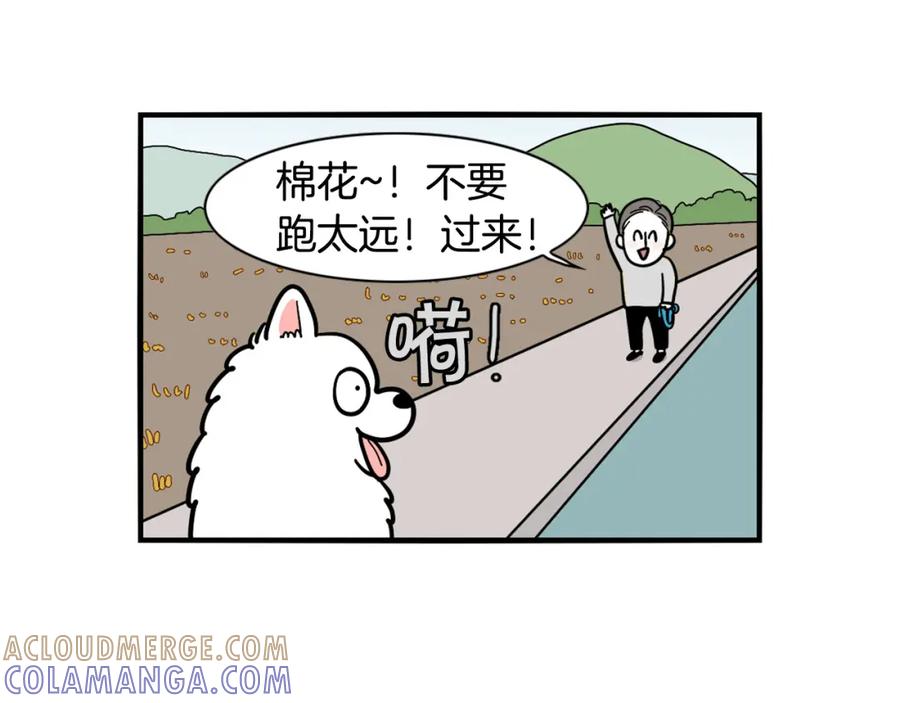 《我的狗子叫棉花》第28话 不牵狗绳的后果 第13页
