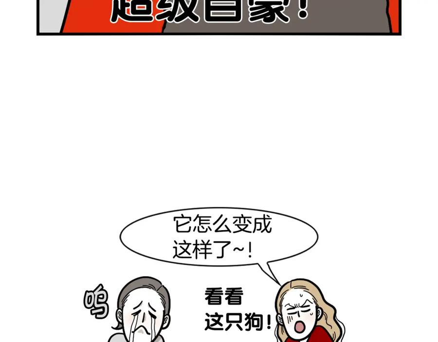 《我的狗子叫棉花》第28话 不牵狗绳的后果 第50页