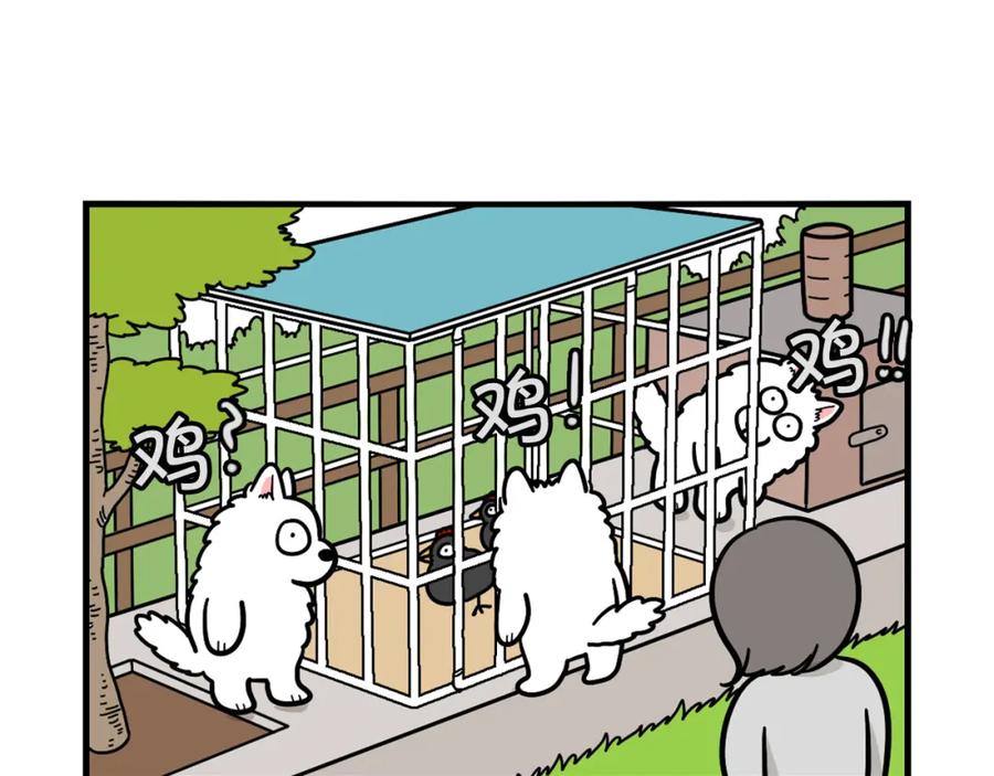 《我的狗子叫棉花》第31话 养鸡之旅 第11页
