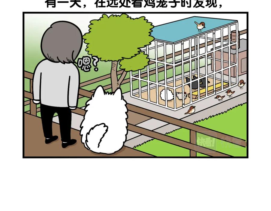 《我的狗子叫棉花》第31话 养鸡之旅 第71页