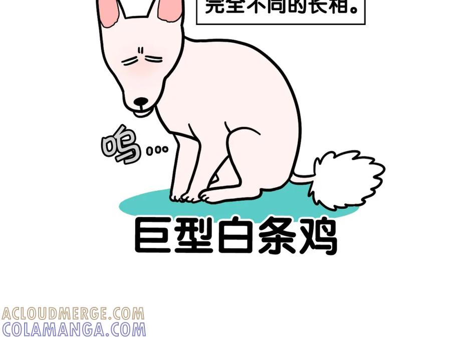 《我的狗子叫棉花》第39话 剃毛方案 第19页