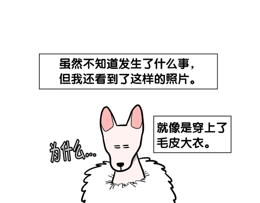 《我的狗子叫棉花》第39话 剃毛方案 第21页