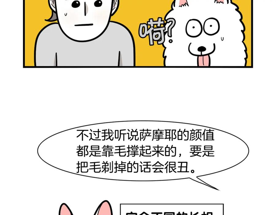 《我的狗子叫棉花》第39话 剃毛方案 第18页