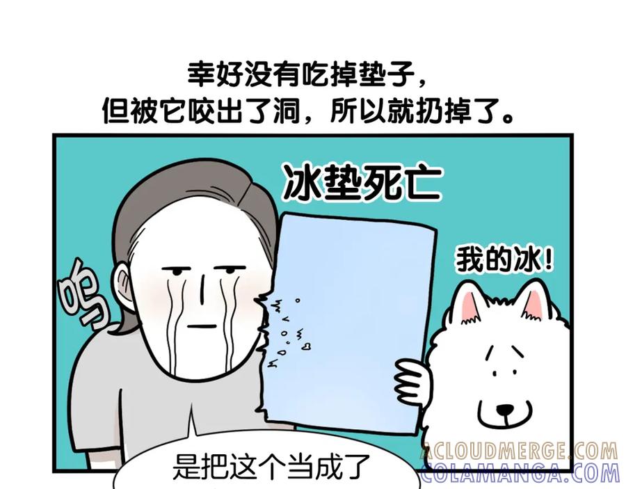 《我的狗子叫棉花》第39话 剃毛方案 第79页