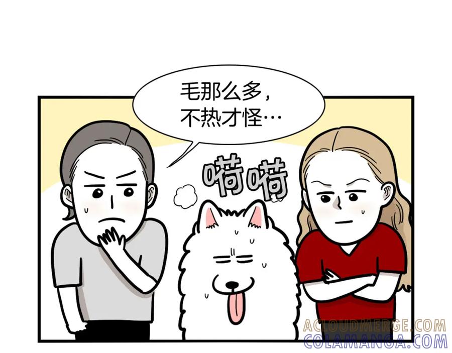 《我的狗子叫棉花》第39话 剃毛方案 第16页