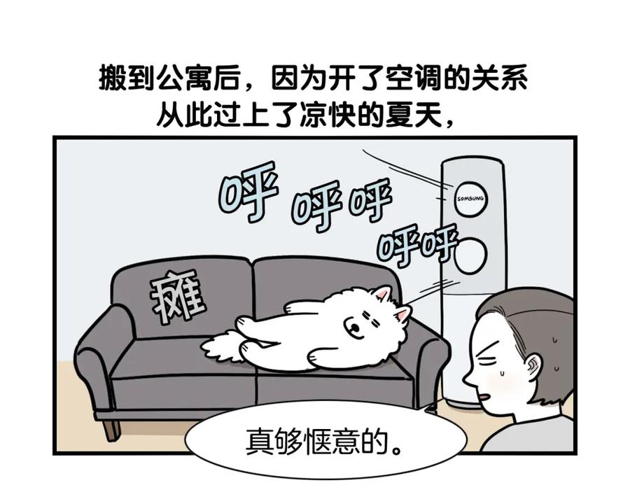 《我的狗子叫棉花》第39话 剃毛方案 第5页