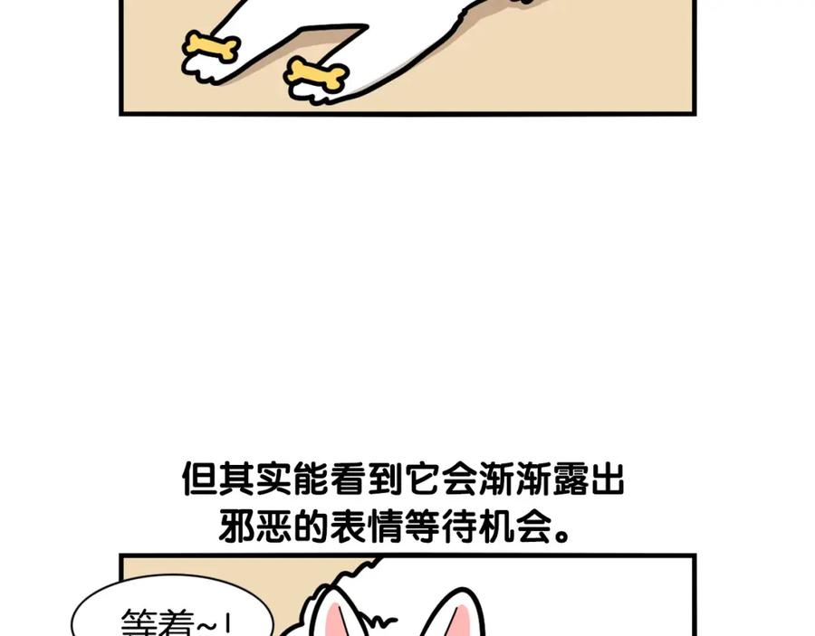 《我的狗子叫棉花》第41话 抢吃第一名！ 第77页