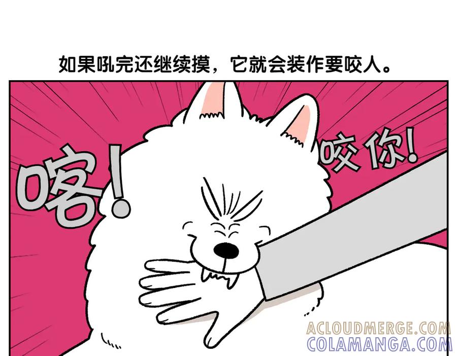 《我的狗子叫棉花》第36话 狗和猫的身体语言 第43页