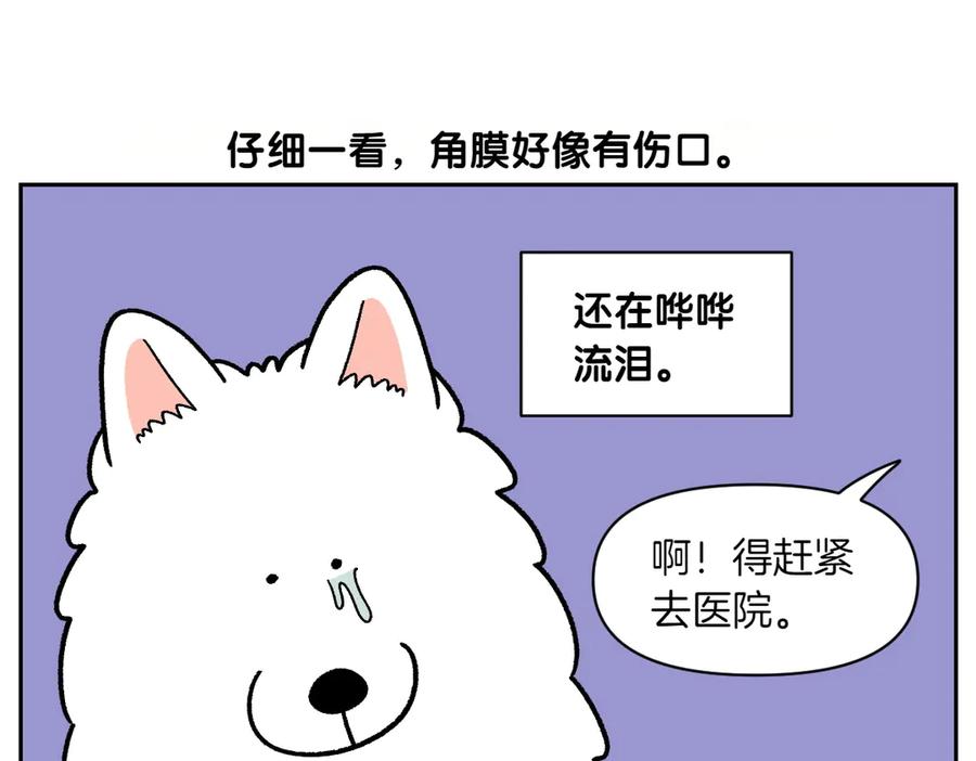 《我的狗子叫棉花》第42话 治疗眼病(1) 第9页