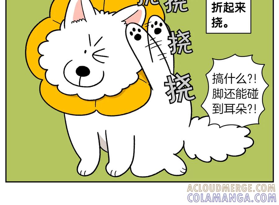 《我的狗子叫棉花》第29话 到底是不是听话狗狗 第19页