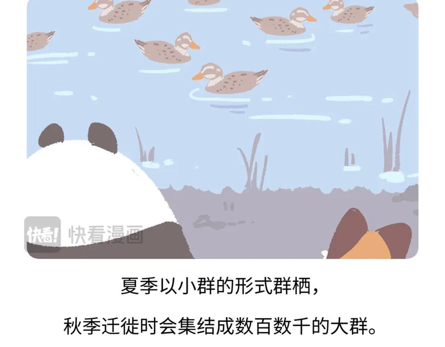 《胖达x胖达》第268话 第20页
