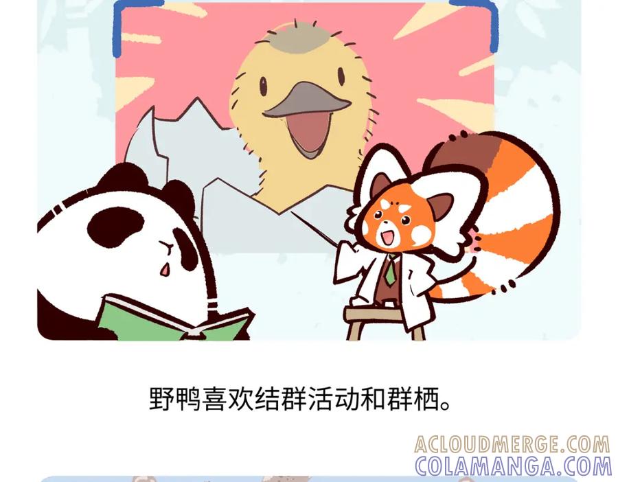 《胖达x胖达》第268话 第19页