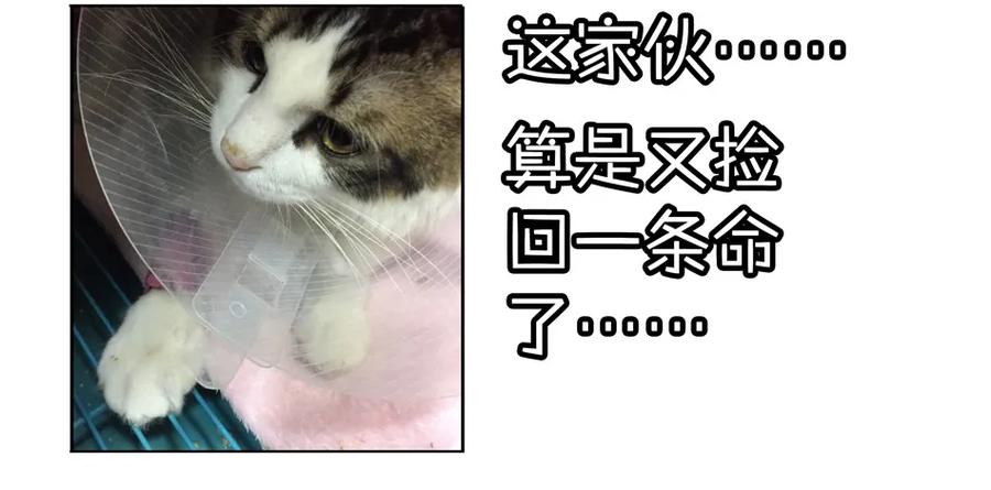 《杀手古德》900 九百话纪念 第108页