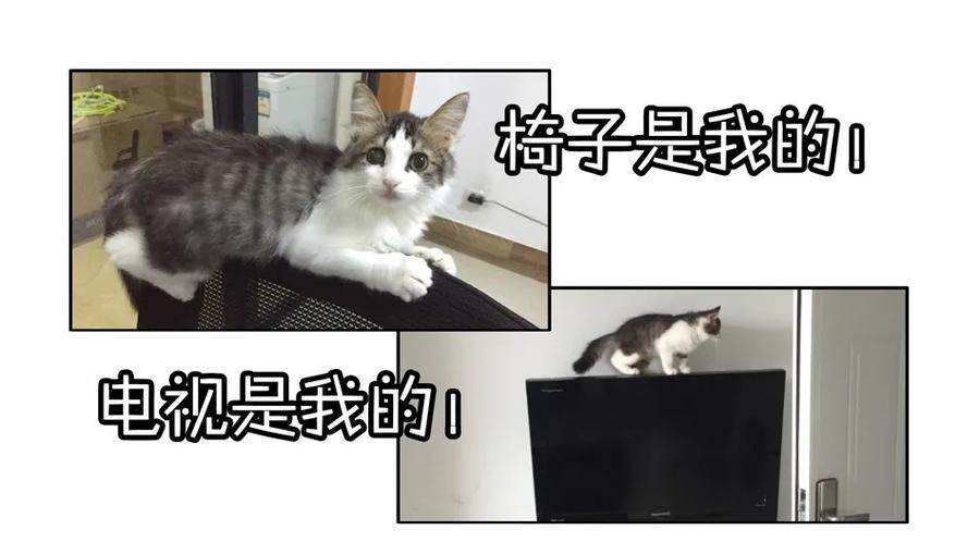 《杀手古德》900 九百话纪念 第59页