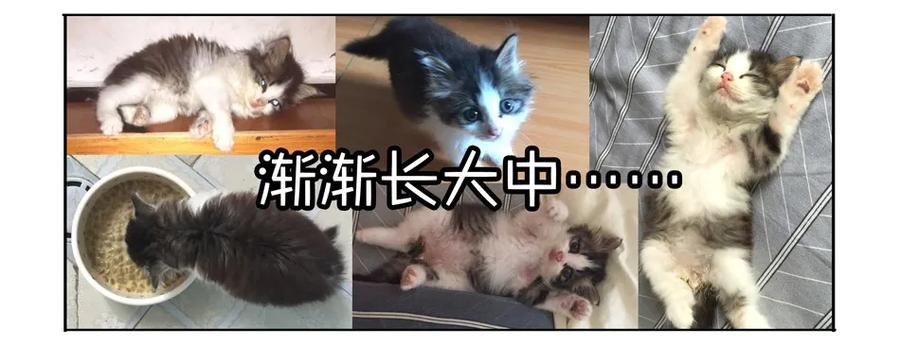 《杀手古德》900 九百话纪念 第25页