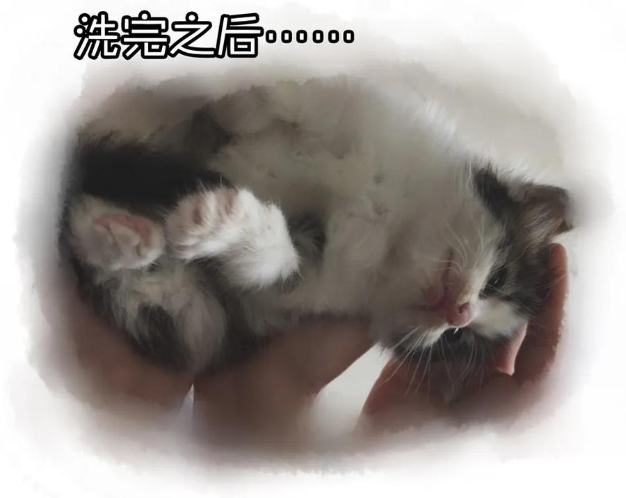 《杀手古德》900 九百话纪念 第14页