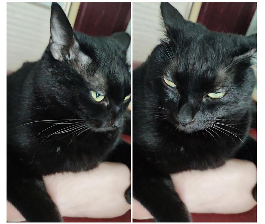 师弟你节操掉了 - 21 墙头众多，唯有师兄本命 - 第58张图