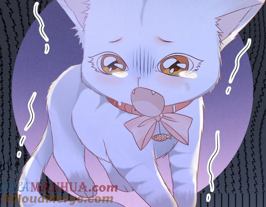 她又又又上热搜啦 第34话 “受伤”的总是小猫咪 第41页