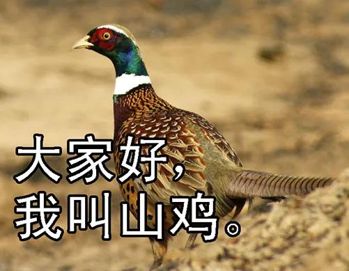 铁姬钢兵 未知型号傀儡 第10页
