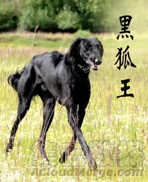 铁姬钢兵 摩的大飚客 第11页