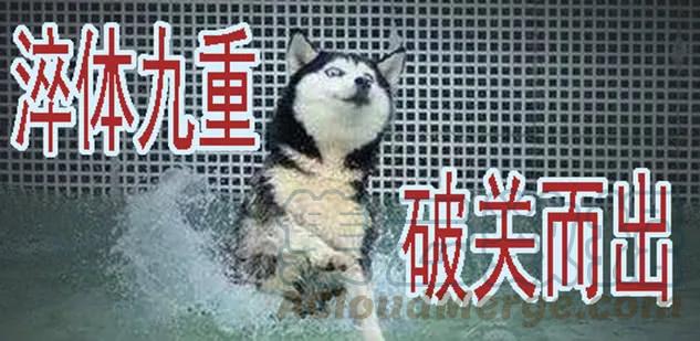 铁姬钢兵 掉毛金乌不如鸡 第13页