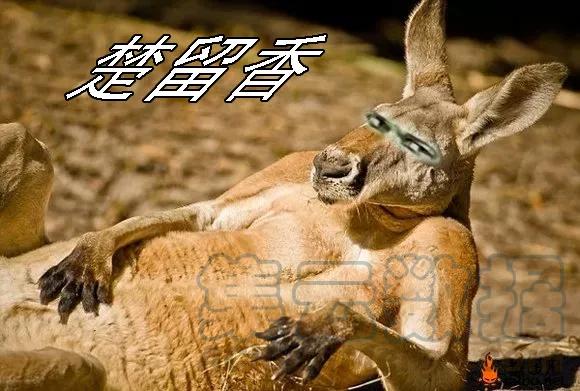 铁姬钢兵 铁头娃升级版 第2页