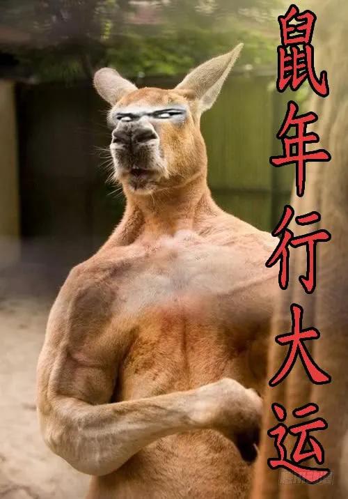 铁姬钢兵 新年公告 第3页