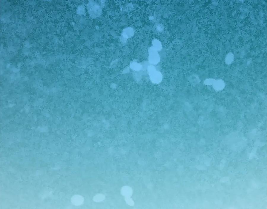 《退婚恶女在旷野生存》第六十话 假结婚？ 第100页