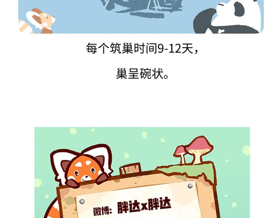 《胖达x胖达》第262话 第30页