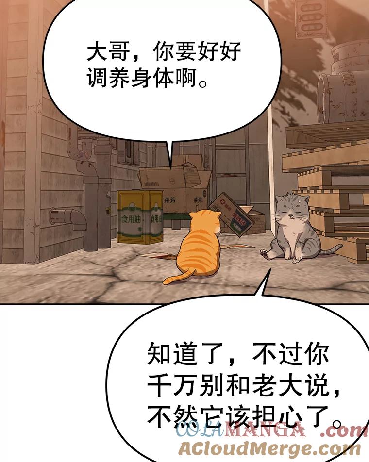《彩虹桥守望者》51.伤猫者（1） 第52页