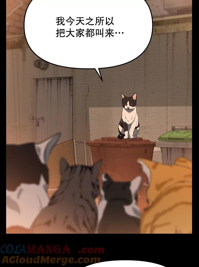 《彩虹桥守望者》53.伤猫者（3） 第31页