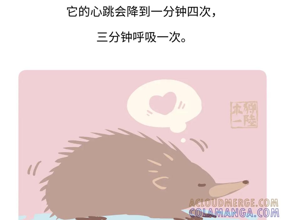 《胖达x胖达》第259话 第31页