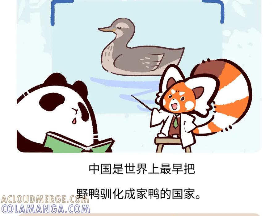 《胖达x胖达》第267话 第21页
