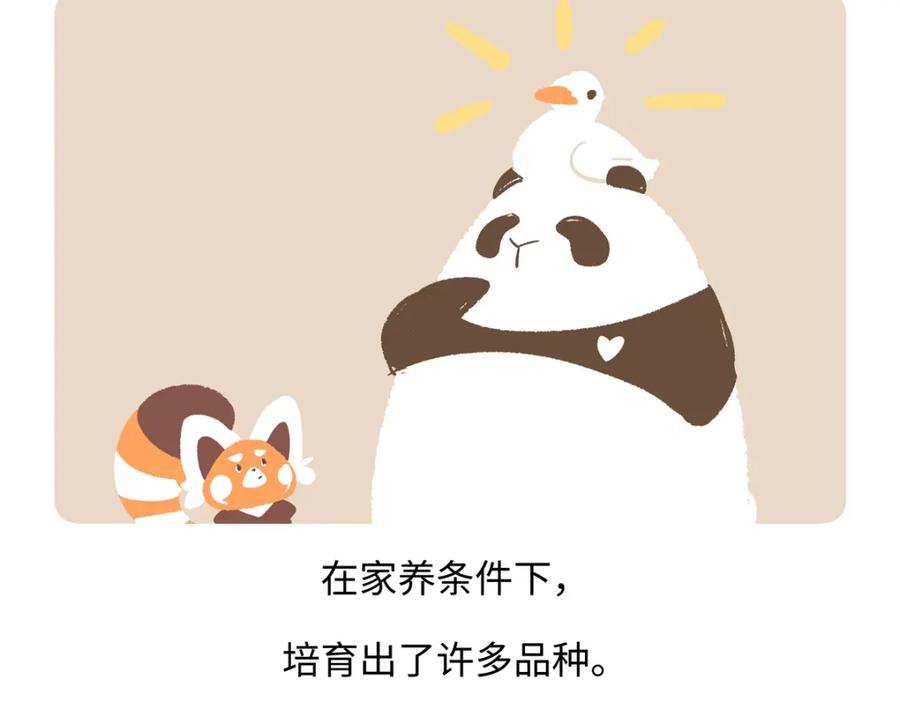 《胖达x胖达》第267话 第22页