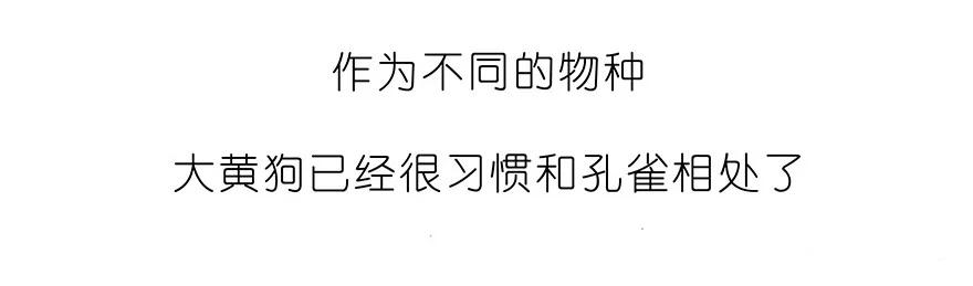 我家大师兄脑子有坑 番外30 飞星喵十 第6页