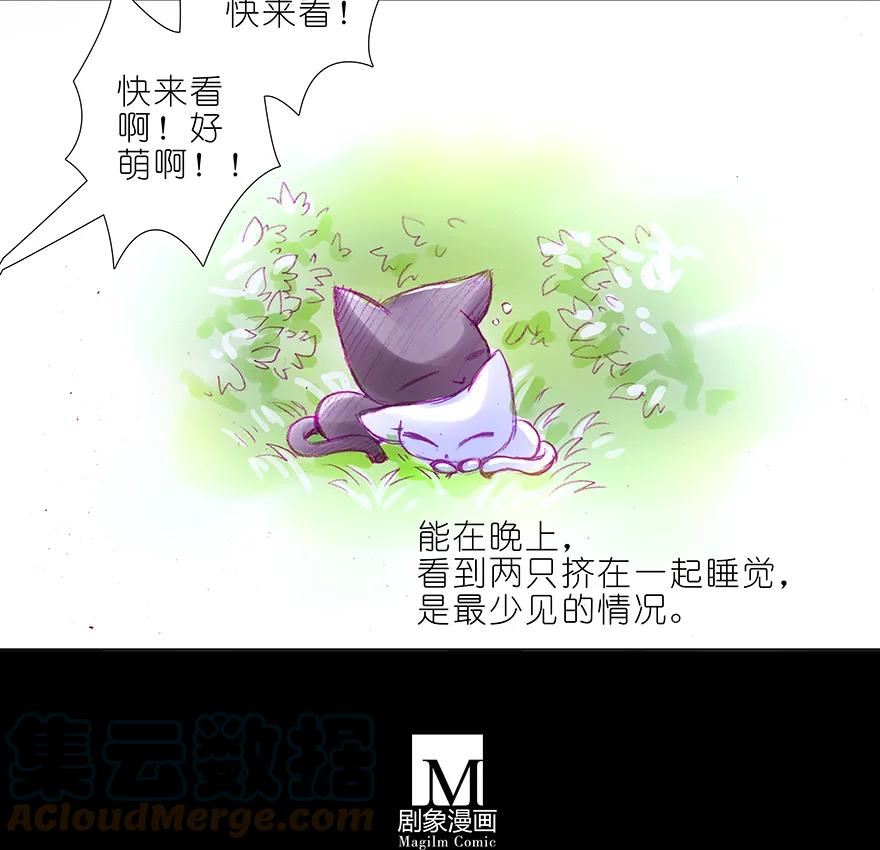 我家大师兄脑子有坑 番外 番外：忽然养只猫 六 第9页