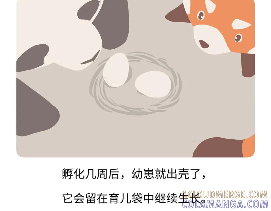 《胖达x胖达》第258话 第25页