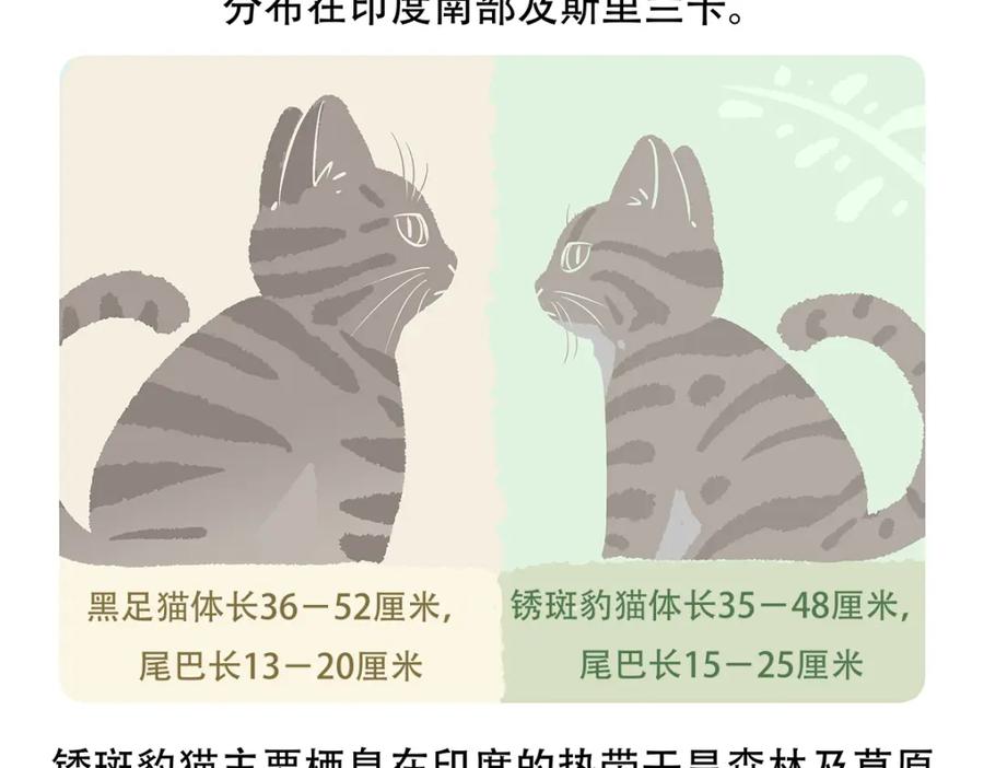 《胖达x胖达》第116话 第32页
