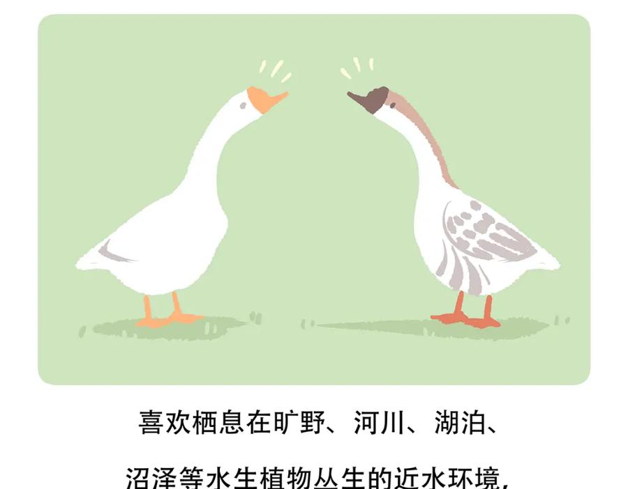 《胖达x胖达》第139话 第24页